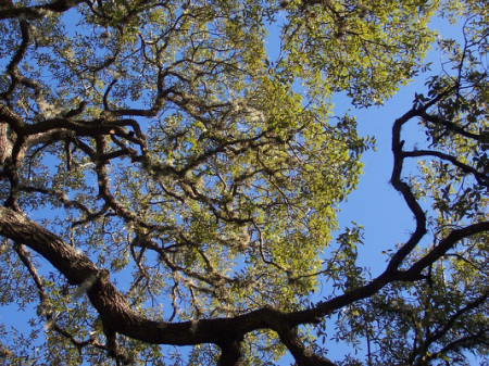 Oak Tree In Seminole Heights